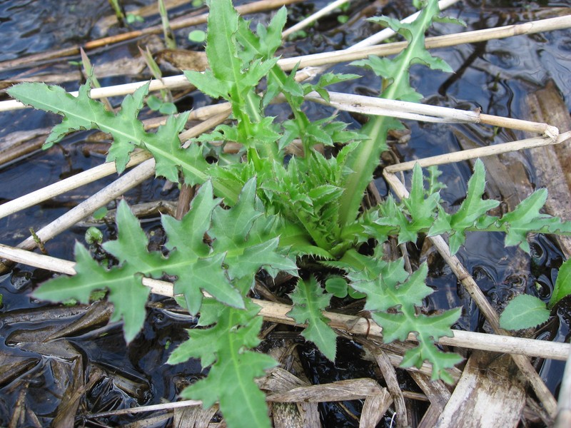 Cirsium inundatum photo 6