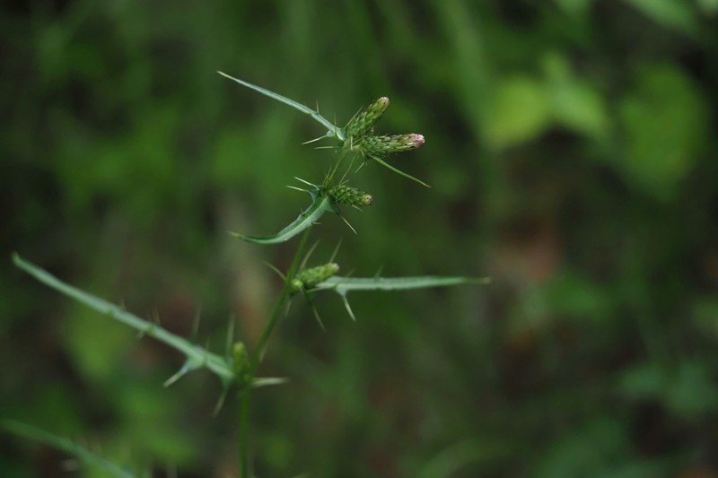 Cirsium ishizuchiense photo 2