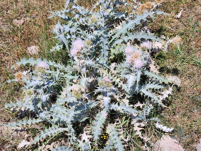 Cirsium isophyllum