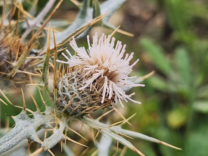 Cirsium isophyllum photo 2