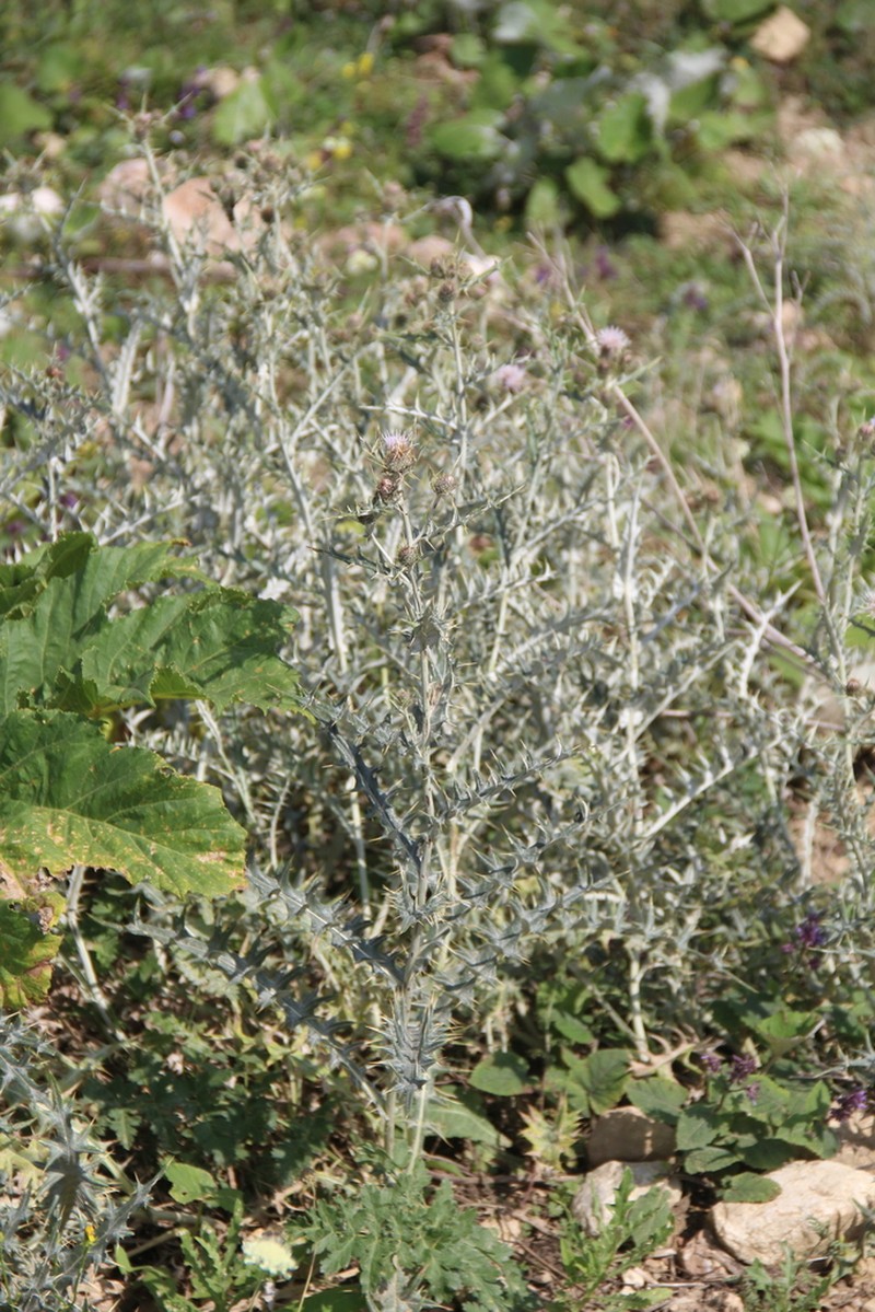 Cirsium isophyllum photo 4
