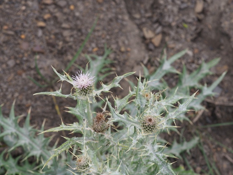 Cirsium isophyllum photo 5
