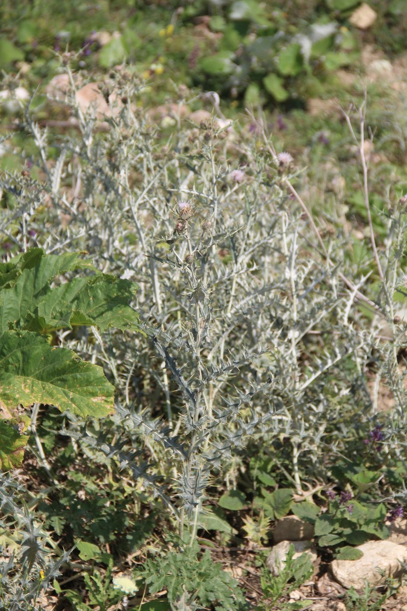 Cirsium isophyllum photo 6