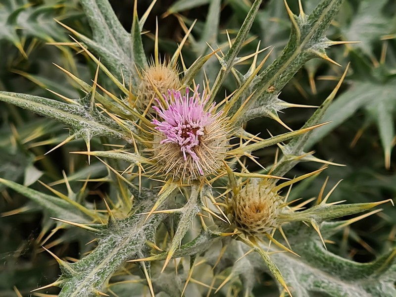 Cirsium isophyllum photo 7