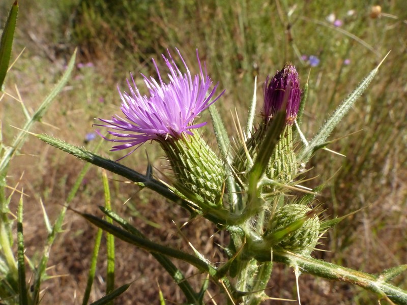 Cirsium italicum photo 2