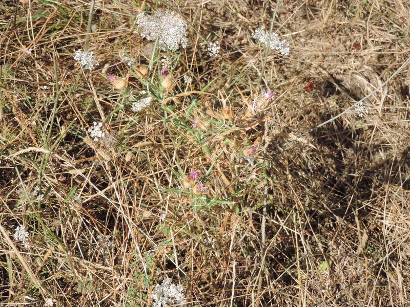 Cirsium italicum photo 3