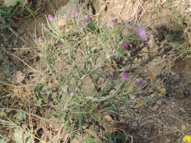 Cirsium italicum photo 4