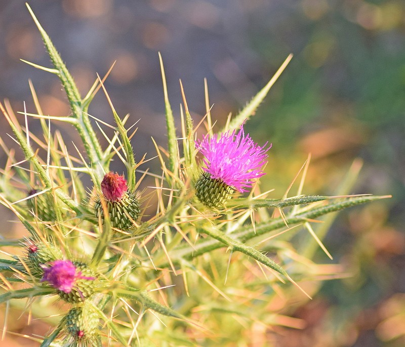 Cirsium italicum photo 5