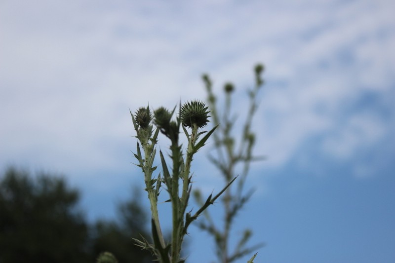 Cirsium italicum photo 6