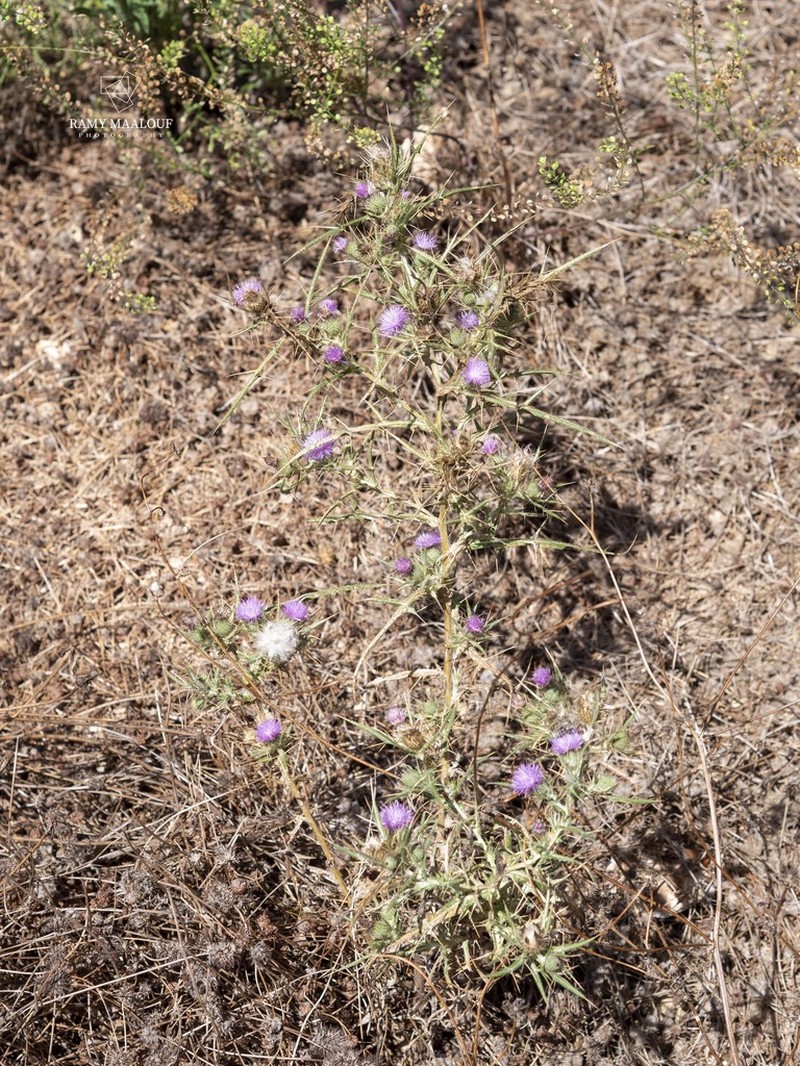 Cirsium italicum photo 7