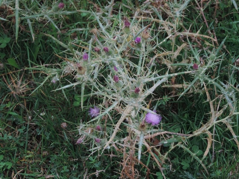 Cirsium italicum photo 8