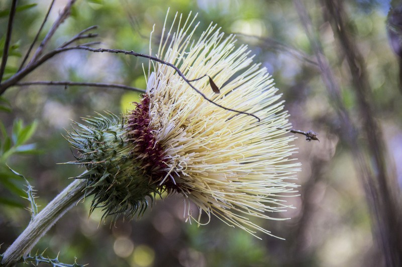 Cirsium jaliscoense