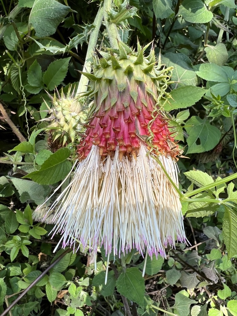 Cirsium jaliscoense photo 2