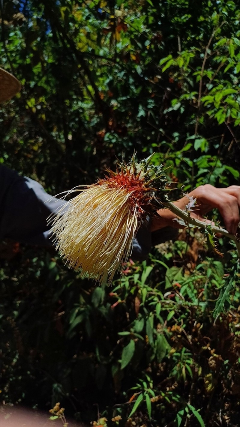 Cirsium jaliscoense photo 3