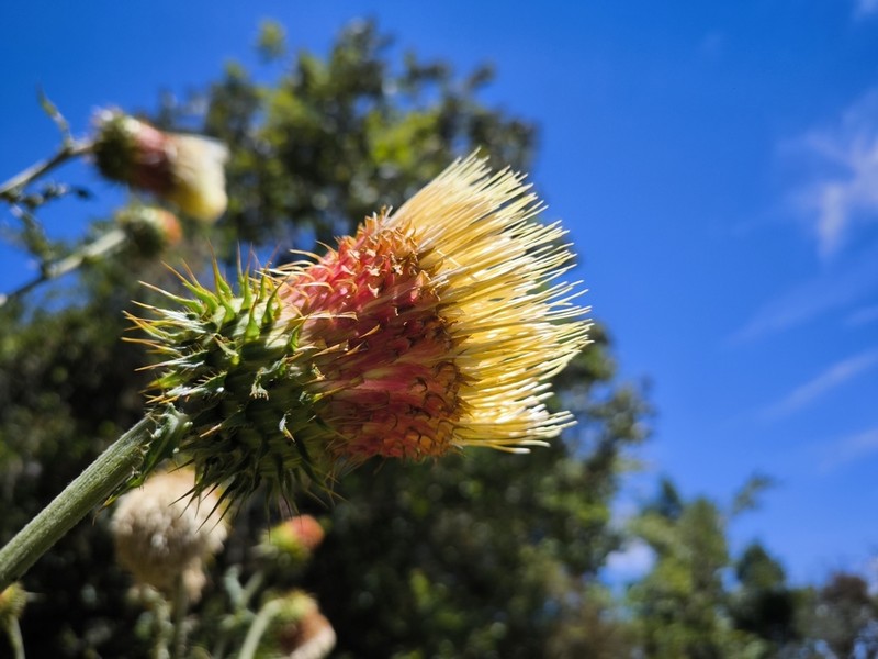 Cirsium jaliscoense photo 4
