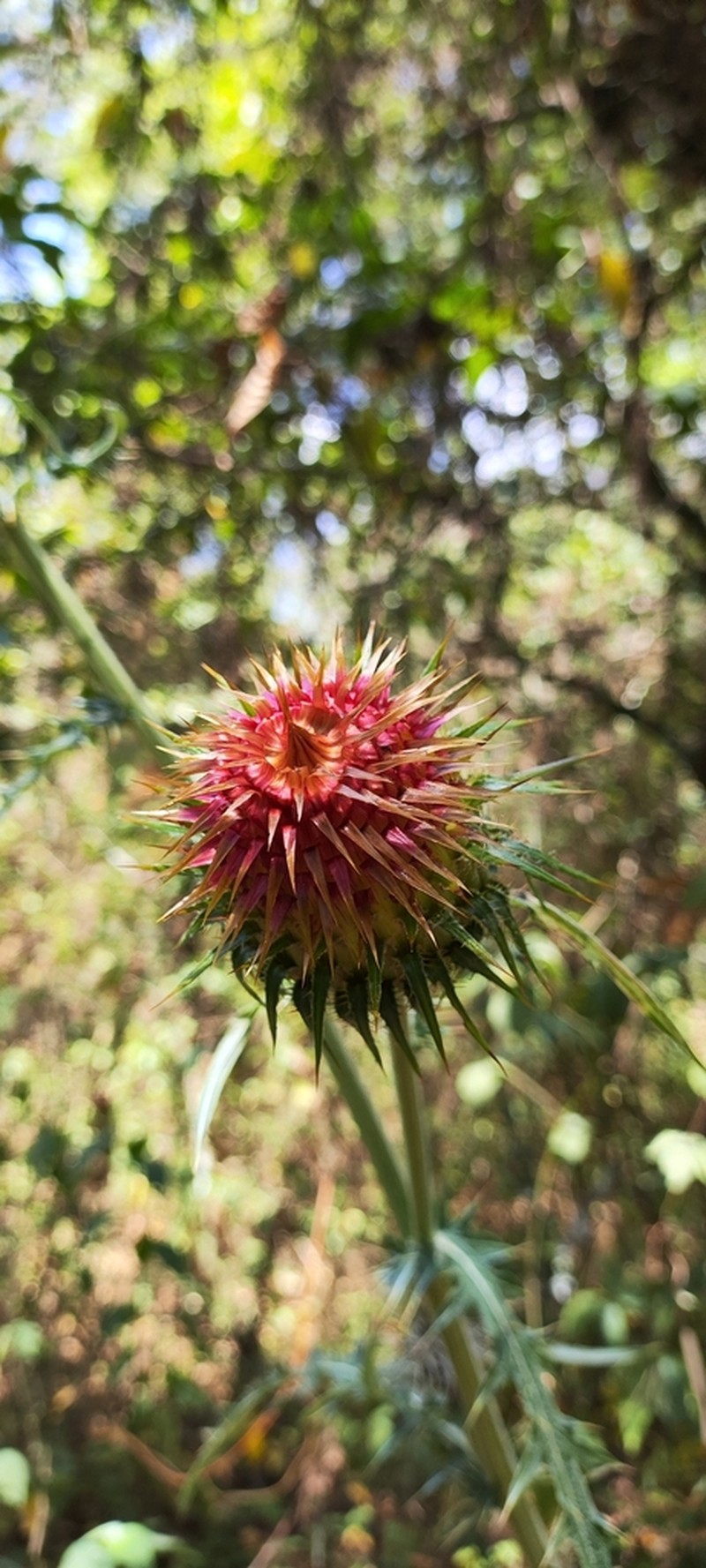 Cirsium jaliscoense photo 5