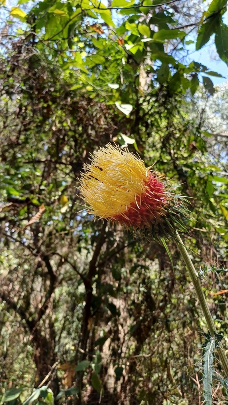Cirsium jaliscoense photo 6