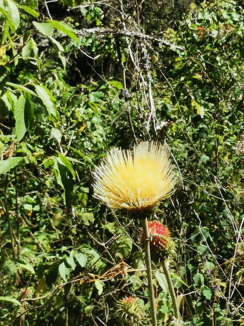 Cirsium jaliscoense photo 7