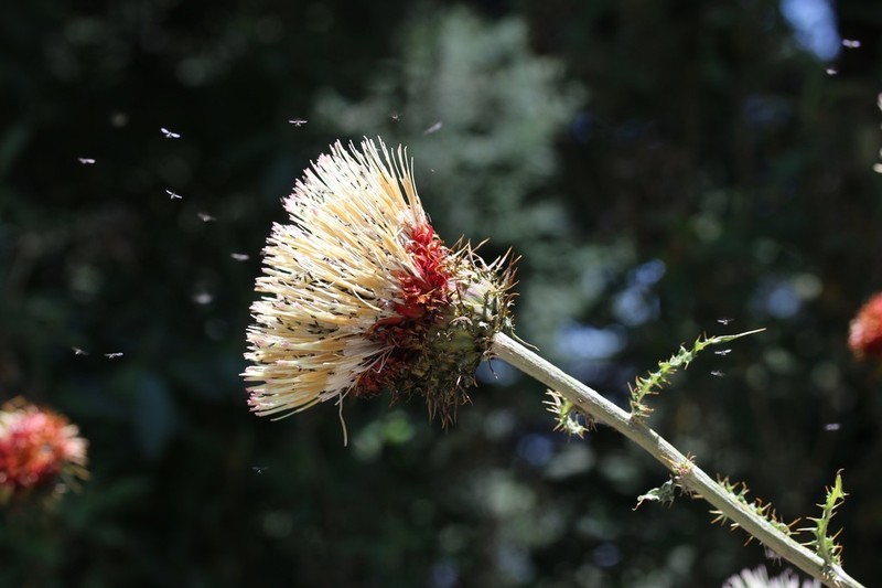 Cirsium jaliscoense photo 8