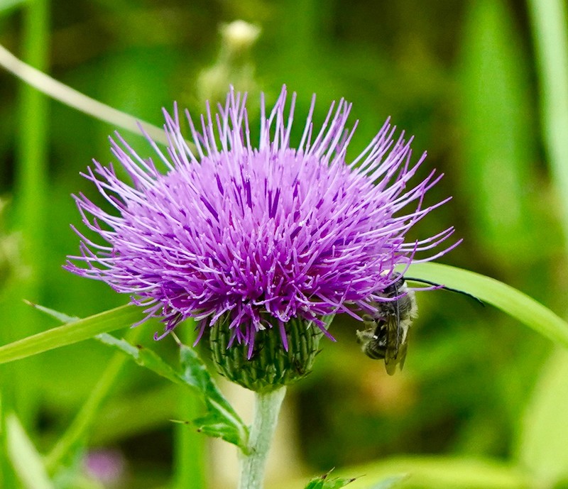 Japanese Thistle