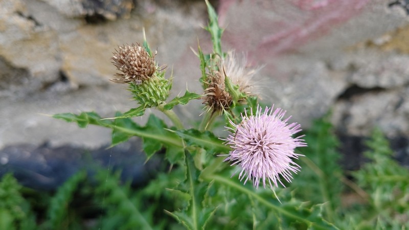 Japanese Thistle photo 2
