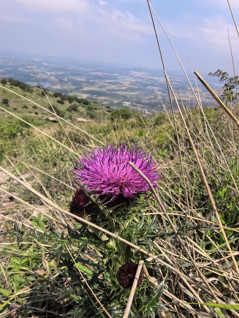 Japanese Thistle photo 3
