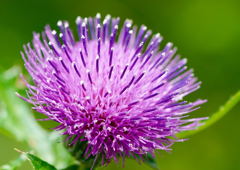 Japanese Thistle photo 4