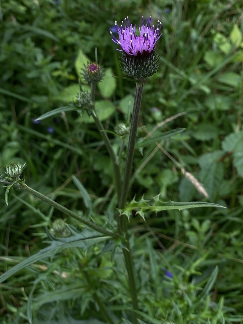 Japanese Thistle photo 5