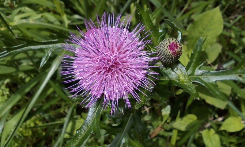 Japanese Thistle photo 6