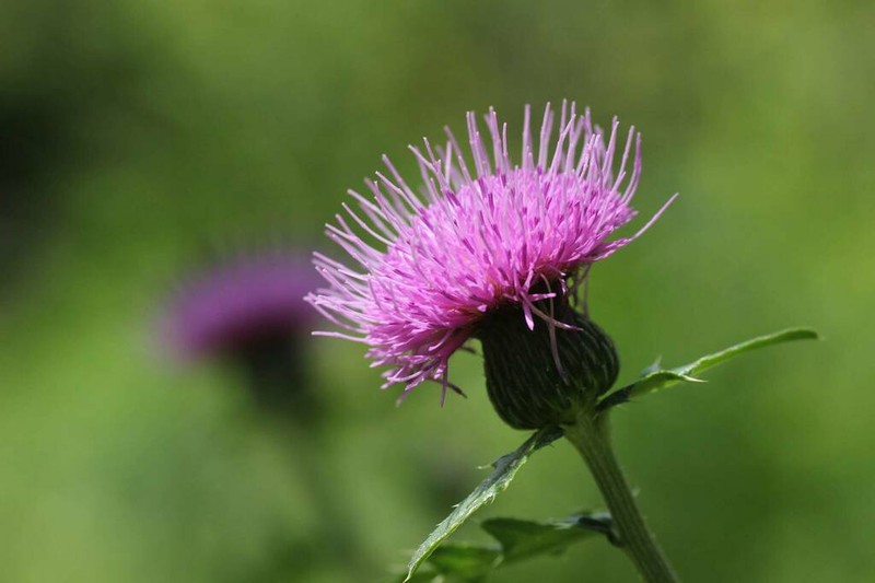 Japanese Thistle photo 7