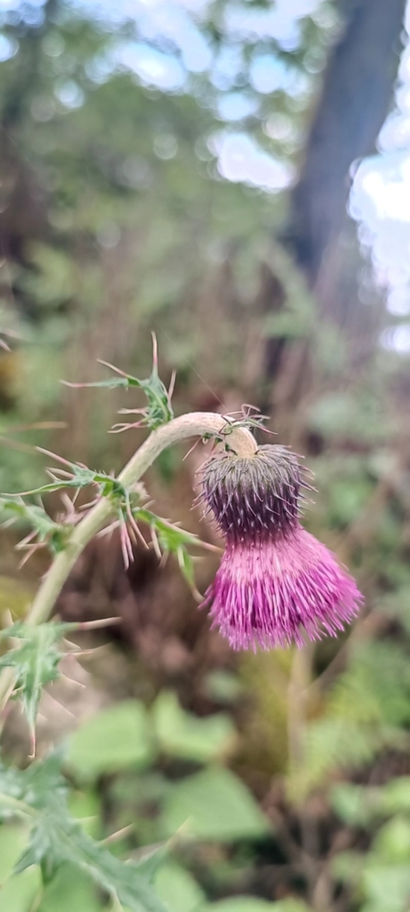 Japanese Thistle photo 8