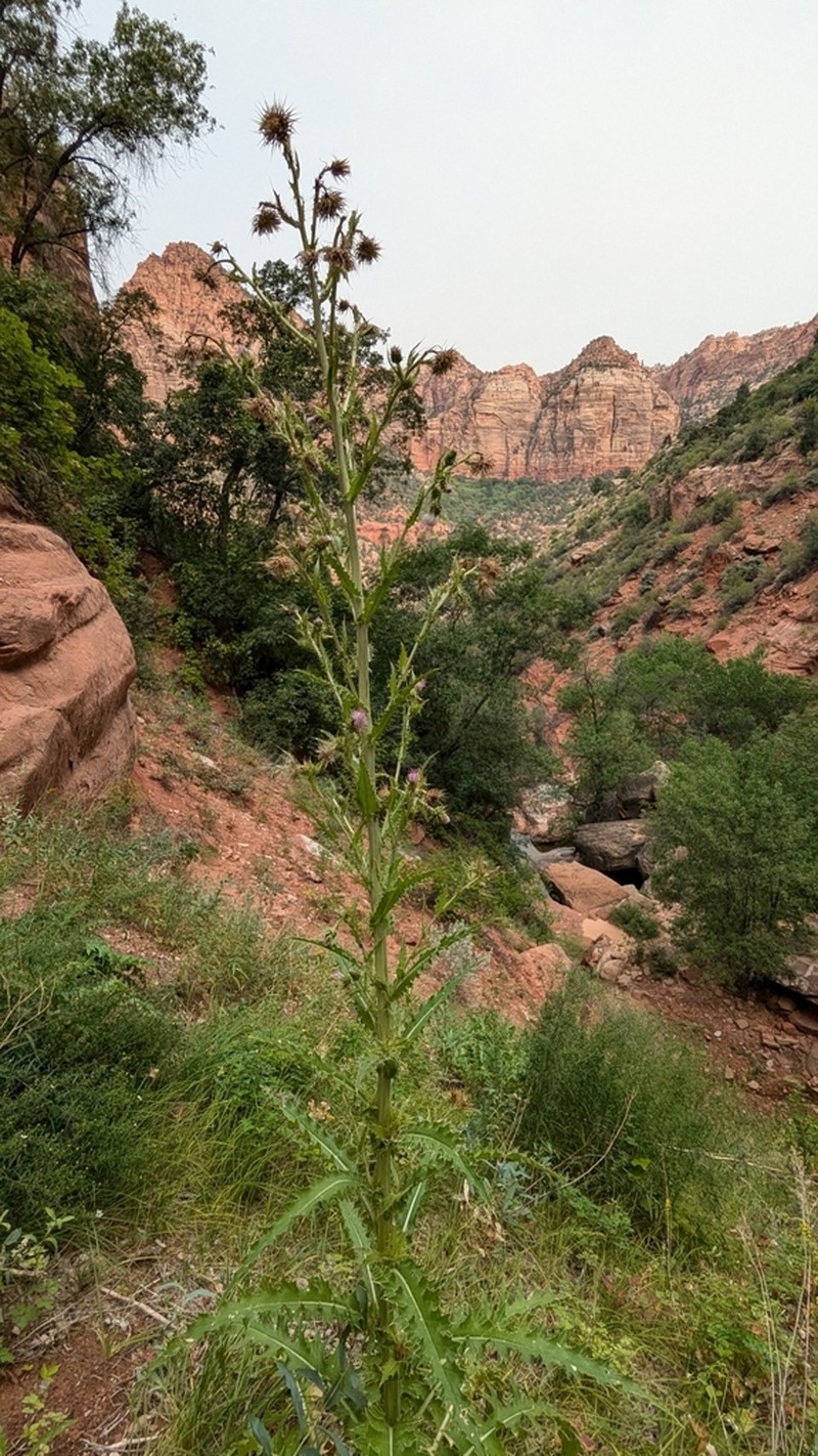 Cirsium joannae