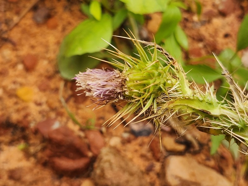 Cirsium joannae photo 2