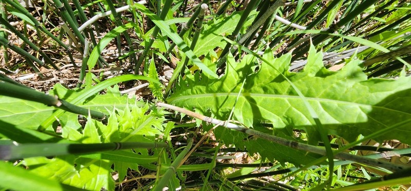 Cirsium joannae photo 3