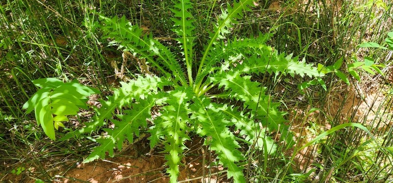 Cirsium joannae photo 4