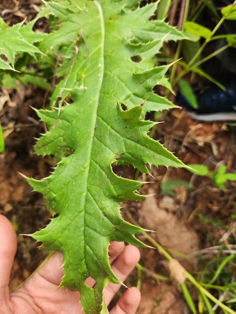Cirsium joannae photo 5