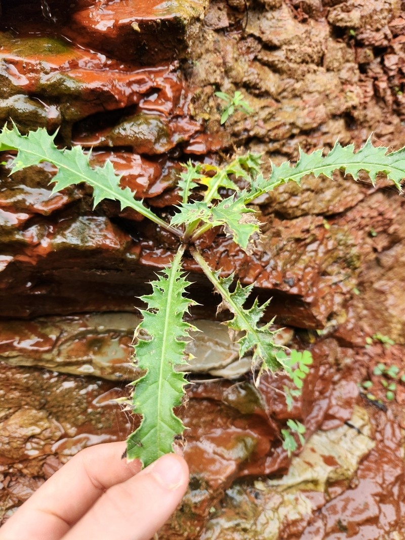 Cirsium joannae photo 6