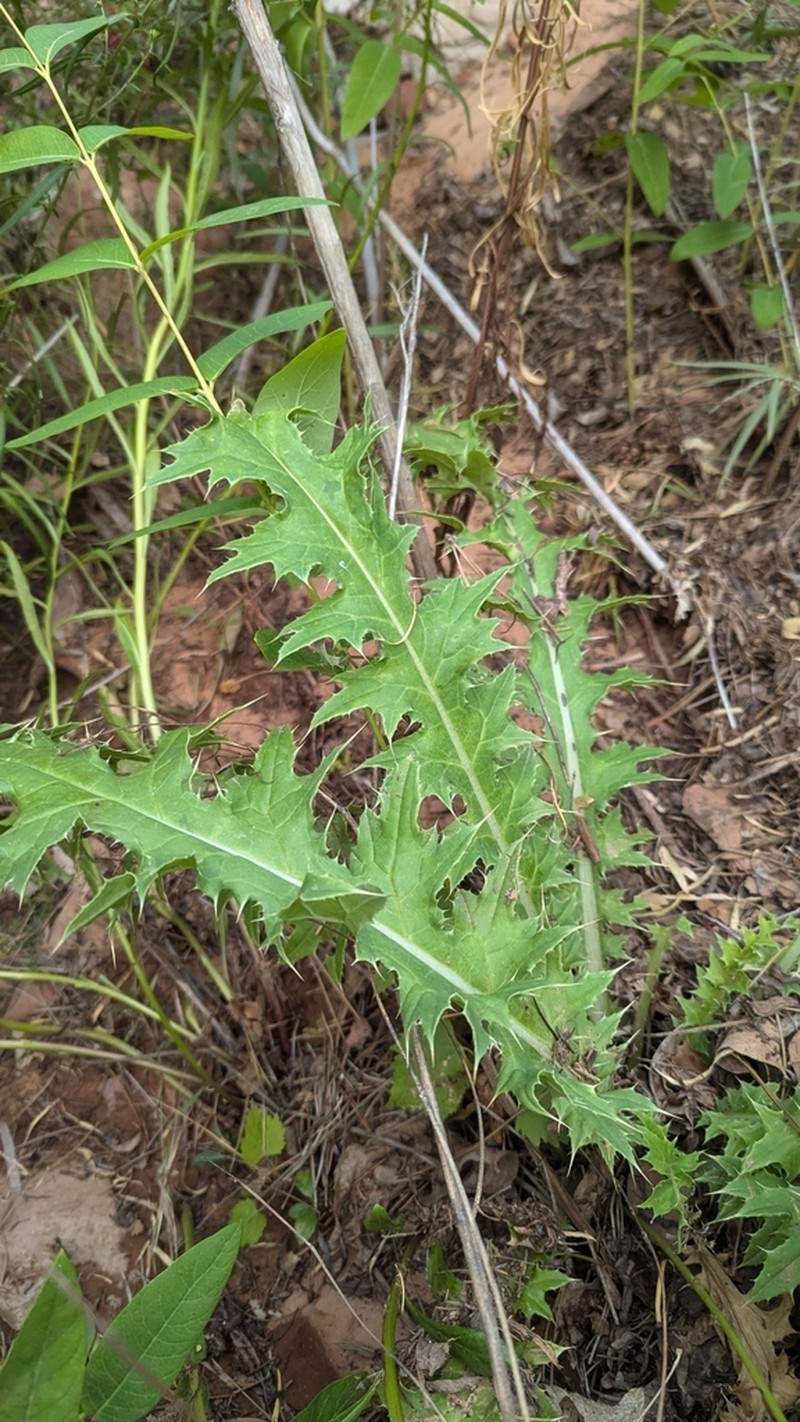 Cirsium joannae photo 7