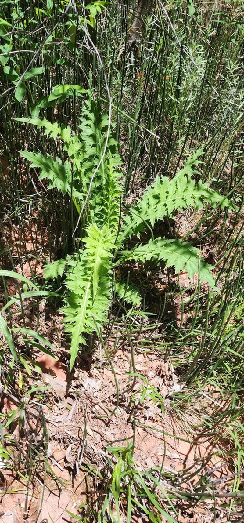 Cirsium joannae photo 8