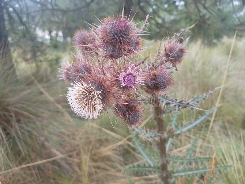 Cirsium jorullense