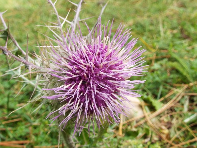 Cirsium jorullense photo 2