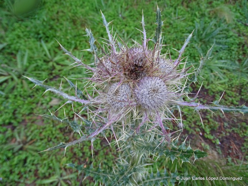 Cirsium jorullense photo 3