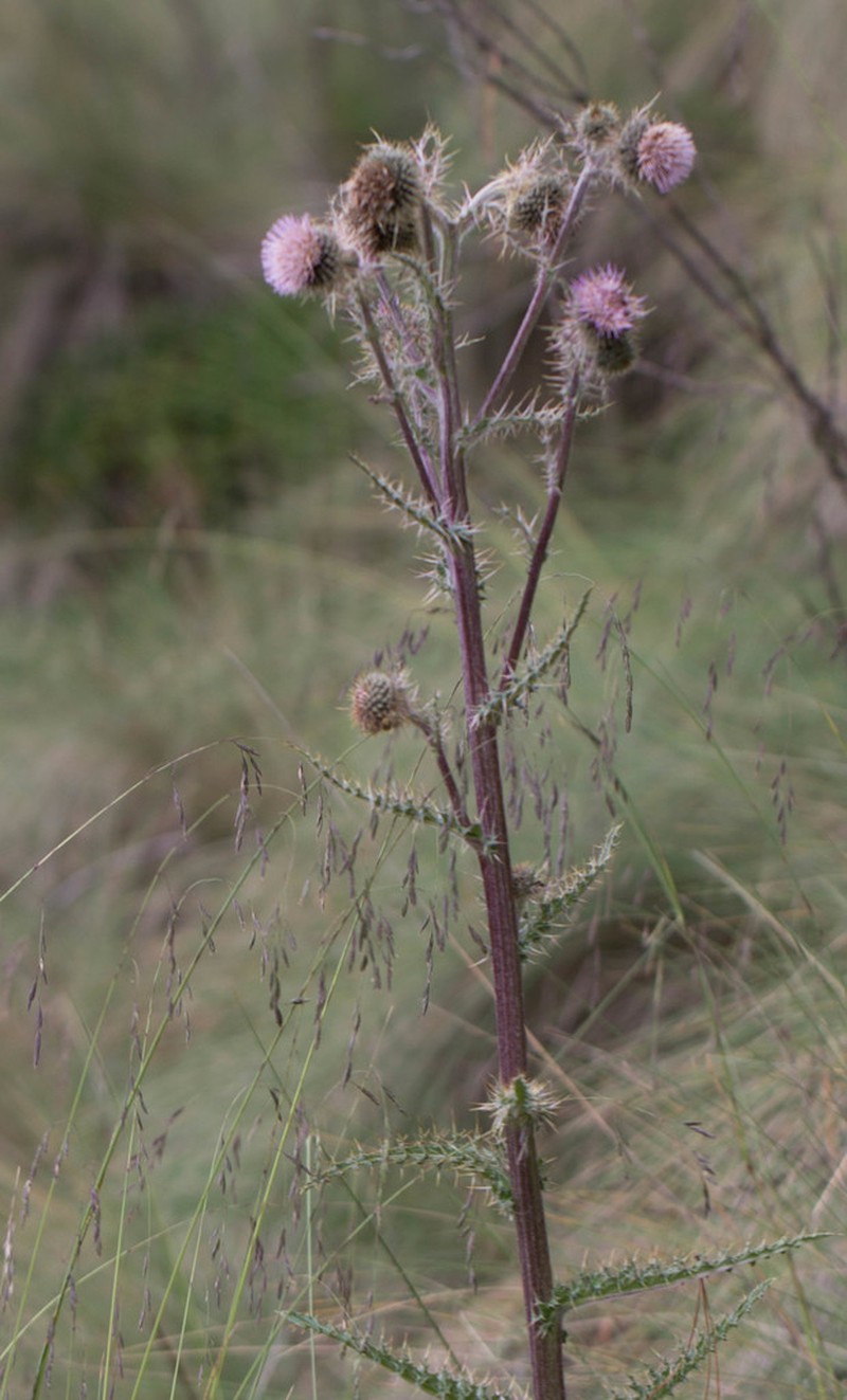 Cirsium jorullense photo 4