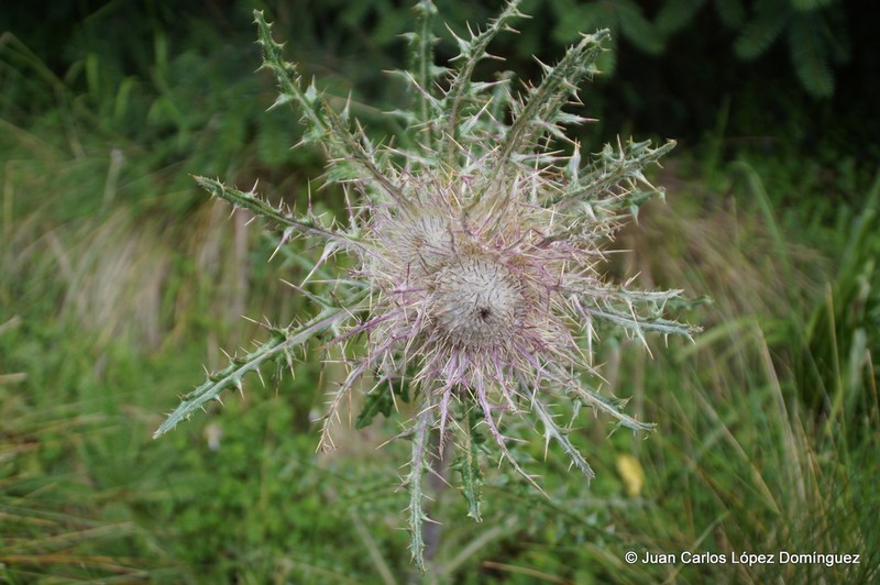 Cirsium jorullense photo 5