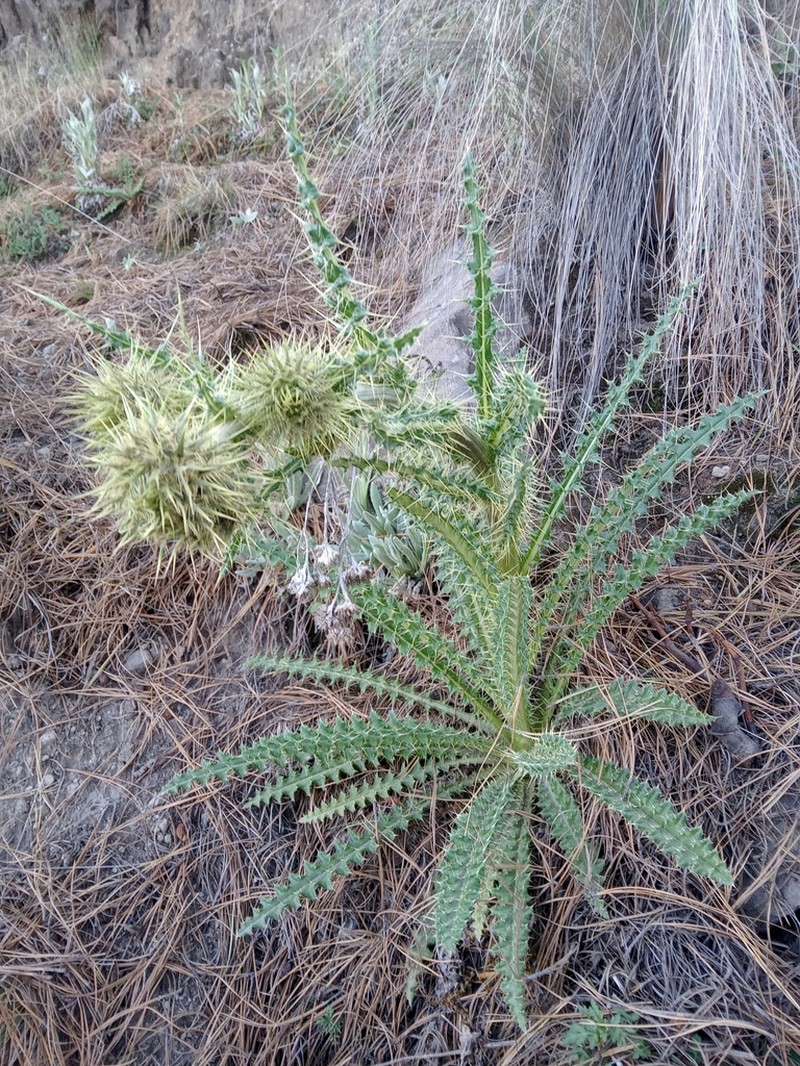 Cirsium jorullense photo 6