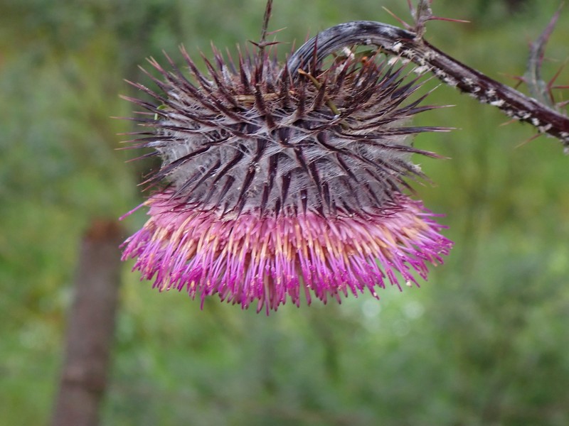 Cirsium jorullense photo 7