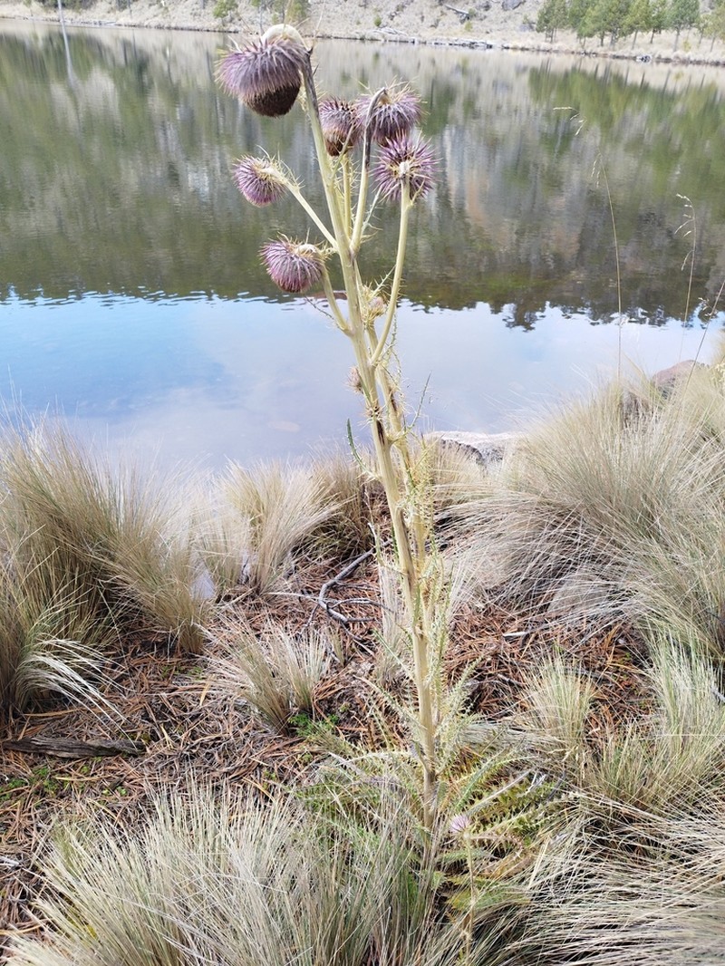 Cirsium jorullense photo 8