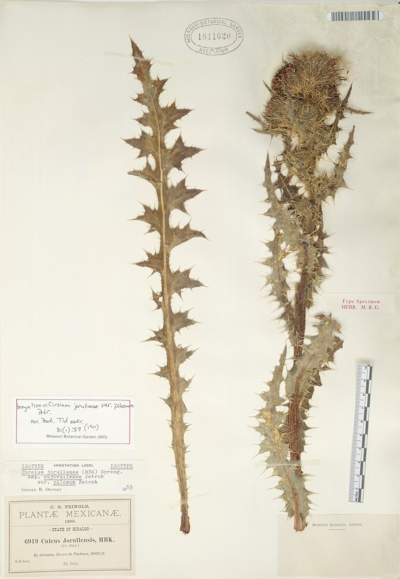 Cirsium jorullense subsp. jorullense