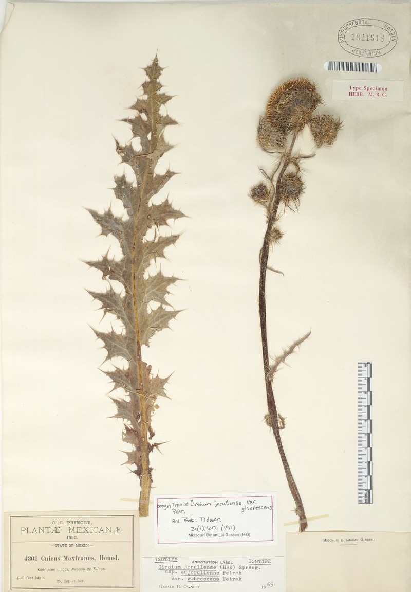 Cirsium jorullense subsp. jorullense photo 3