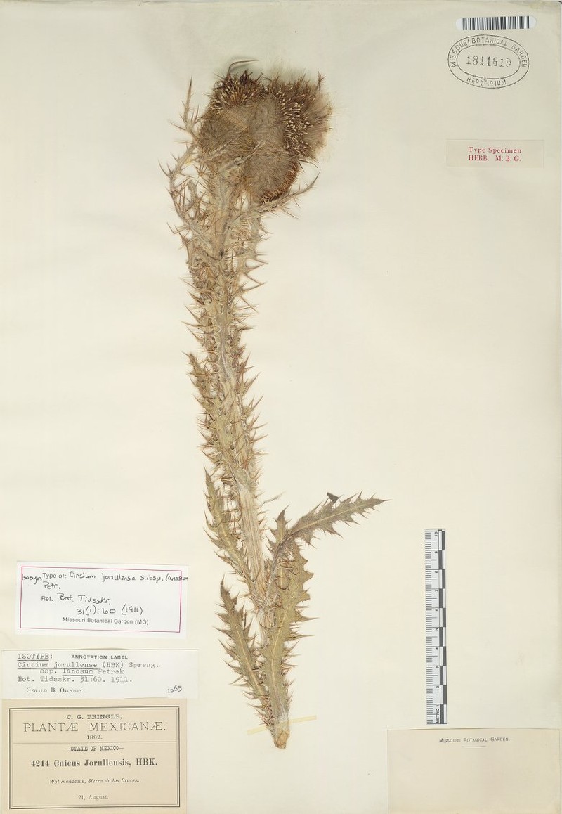Cirsium jorullense subsp. lanosum